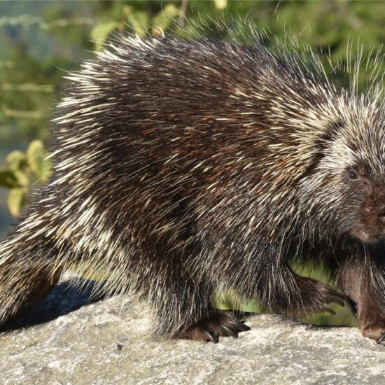 Porcupine Aversion Clinic