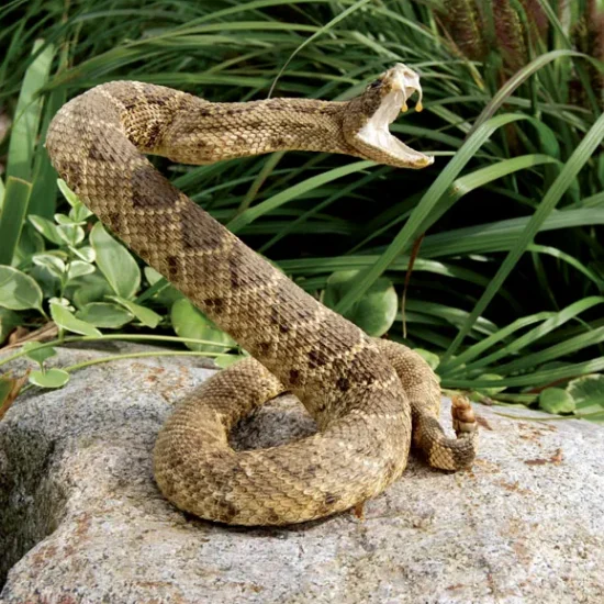 Rattlesnake Aversion Clinic